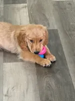 AKC Purebred Golden Retriever Male, a male Golden Retriever for sale in Ann Arbor, MI – 4 of 5