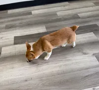 Poppy, a female Pembroke Welsh Corgi for sale in Ann Arbor, MI – 2 of 5