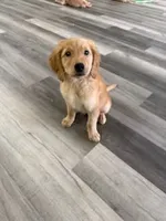 AKC Purebred Golden Retriever Female, a female Golden Retriever for sale in Ann Arbor, MI – 2 of 6