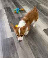Tucker, a male Pembroke Welsh Corgi for sale in Ann Arbor, MI – 3 of 5