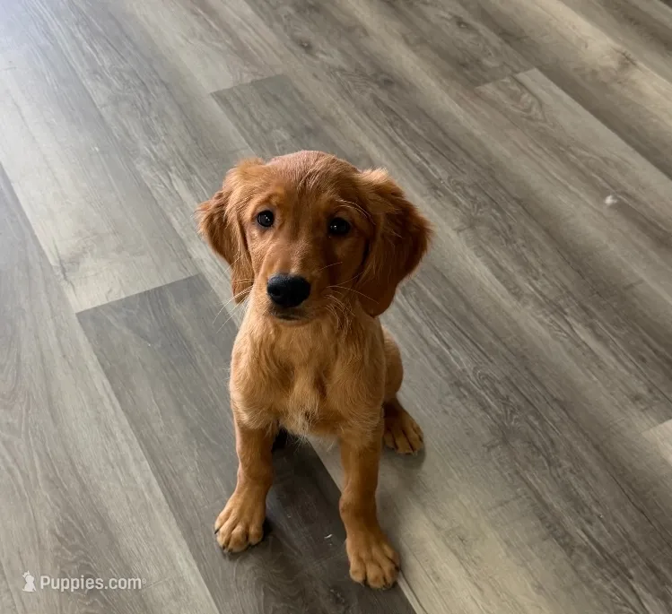 Golden Retriever Female – Golden Retriever puppy for sale in Ann Arbor, MI
