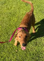 AKC Golden Retriever Female, a female Golden Retriever for sale in Sacramento, CA – 2 of 2