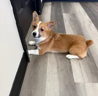 Poppy, a female Pembroke Welsh Corgi for sale in Ann Arbor, MI – 1 of 5