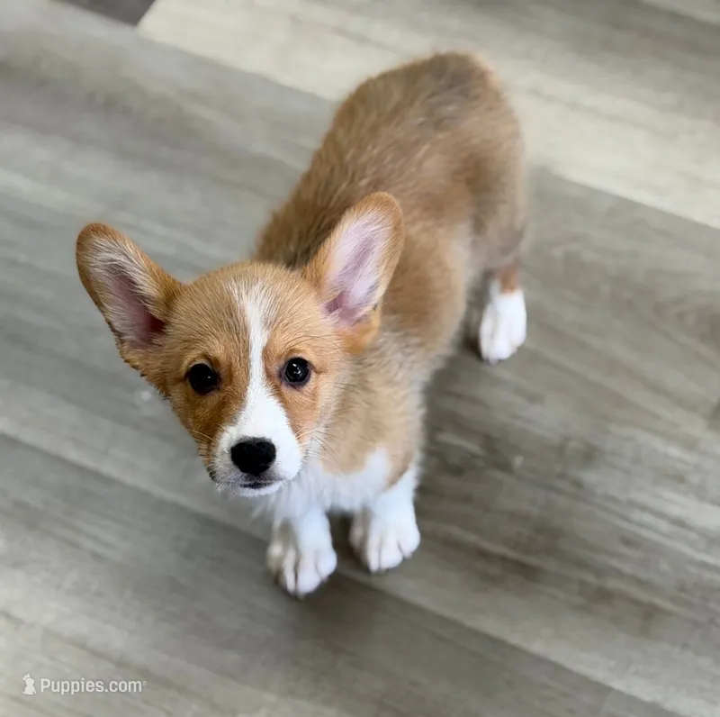 Corgi Female – Pembroke Welsh Corgi puppy for sale in Ann Arbor, MI