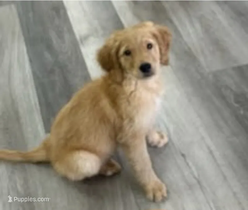 AKC Purebred Golden Retriever Male – Golden Retriever puppy for sale in Ann Arbor, MI