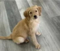 AKC Purebred Golden Retriever Male, a male Golden Retriever for sale in Ann Arbor, MI – 1 of 5