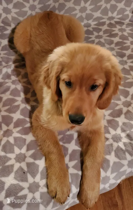 AKC Purebred Golden Retriever  – Golden Retriever puppy for sale in Sacramento, CA