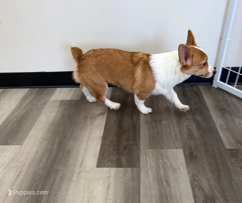 Tucker – Pembroke Welsh Corgi puppy for sale in Ann Arbor, MI