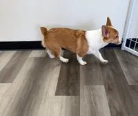 Tucker, a male Pembroke Welsh Corgi for sale in Ann Arbor, MI – 1 of 5