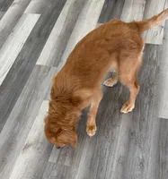 AKC Purebred Golden Retriever Male, a male Golden Retriever for sale in Ann Arbor, MI – 2 of 3