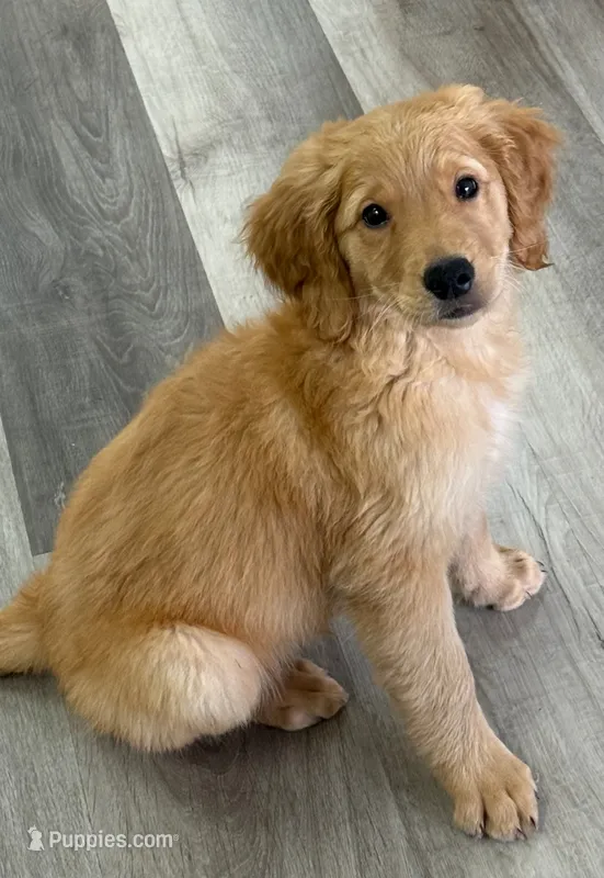 AKC Purebred Golden Retriever Male – Golden Retriever puppy for sale in Ann Arbor, MI