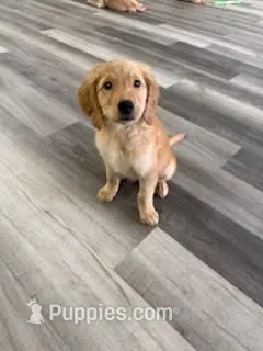 AKC Purebred Golden Retriever Male – Golden Retriever puppy for sale in Ann Arbor, MI
