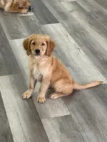 AKC Purebred Golden Retriever Male, a male Golden Retriever for sale in Ann Arbor, MI – 2 of 5