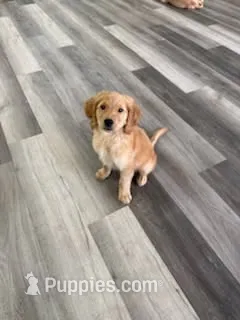 AKC Purebred Golden Retriever Male – Golden Retriever puppy for sale in Ann Arbor, MI