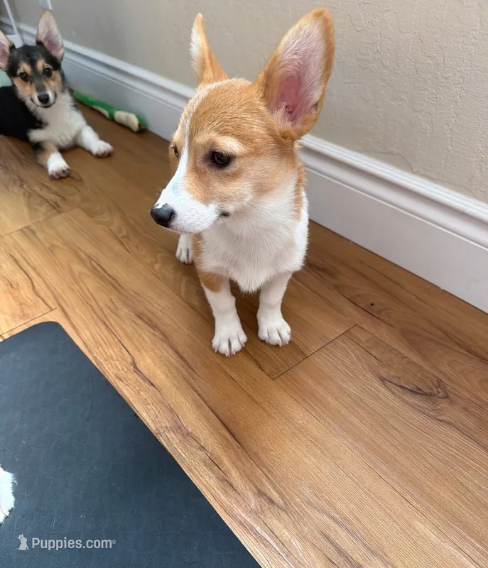 Corgi – Pembroke Welsh Corgi puppy for sale in Oroville, CA