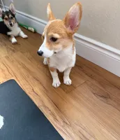Corgi, a female Pembroke Welsh Corgi for sale in Oroville, CA – 2 of 2