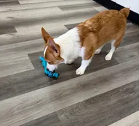 Tucker, a male Pembroke Welsh Corgi for sale in Ann Arbor, MI – 4 of 5