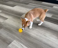 Poppy, a female Pembroke Welsh Corgi for sale in Ann Arbor, MI – 4 of 5