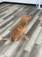 AKC Purebred Golden Retriever Male, a male Golden Retriever for sale in Ann Arbor, MI – 3 of 3