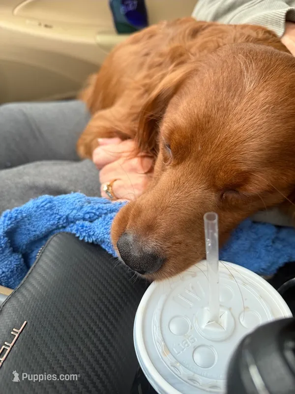 Mini Goldendoodle - 25 lbs – Miniature Goldendoodle puppy for sale in Ann Arbor, MI