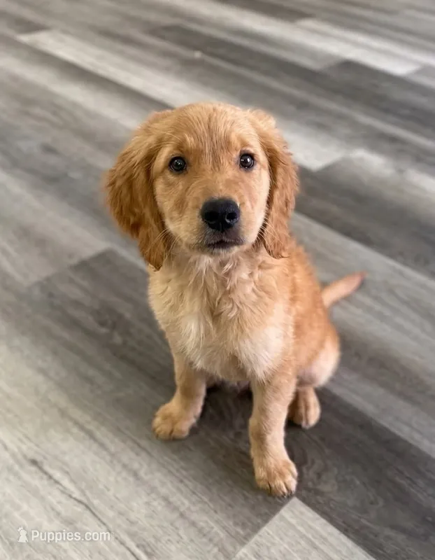 AKC Purebred Golden Retriever Male – Golden Retriever puppy for sale in Ann Arbor, MI