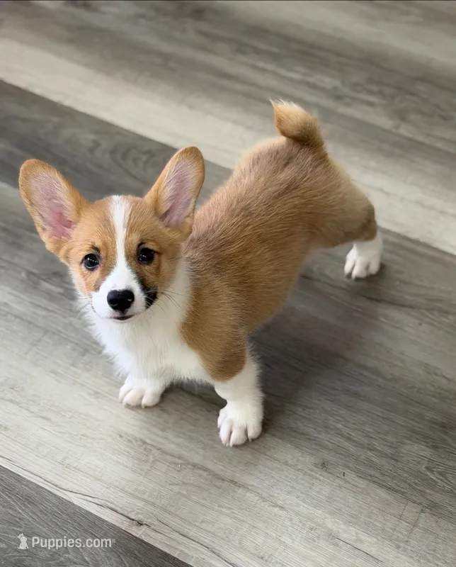 Corgi Male – Pembroke Welsh Corgi puppy for sale in Ann Arbor, MI