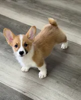 Corgi Male, a male Pembroke Welsh Corgi for sale in Ann Arbor, MI – 1 of 3
