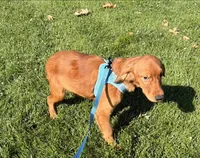 AKC Purebred Golden Retriever Male, a female Golden Retriever for sale in Sacramento, CA – 2 of 2