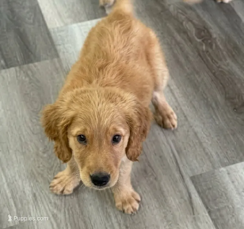 AKC Purebred Golden Retriever Male – Golden Retriever puppy for sale in Ann Arbor, MI