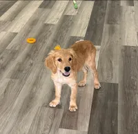 AKC Purebred Golden Retriever Male, a male Golden Retriever for sale in Ann Arbor, MI – 2 of 3