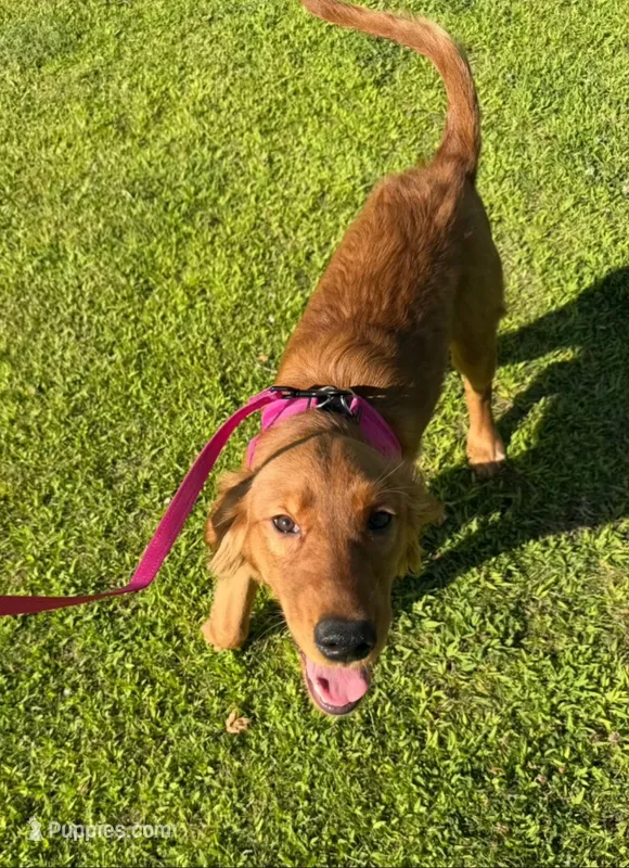 AKC Golden Retriever Male 2 year Health Guarantee – Golden Retriever puppy for sale in Oroville, CA