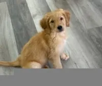 AKC Purebred Golden Retriever Female, a female Golden Retriever for sale in Ann Arbor, MI – 3 of 6