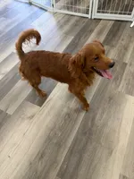 Mini Goldendoodle - 25 lbs, a male Miniature Goldendoodle for sale in Ann Arbor, MI – 4 of 4