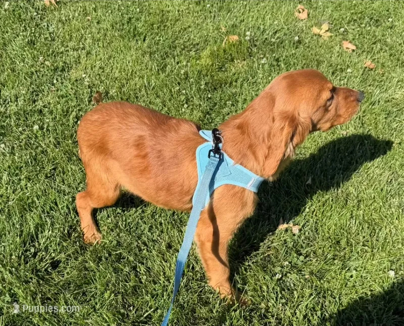 AKC Purebred Golden Retriever Male – Golden Retriever puppy for sale in Sacramento, CA
