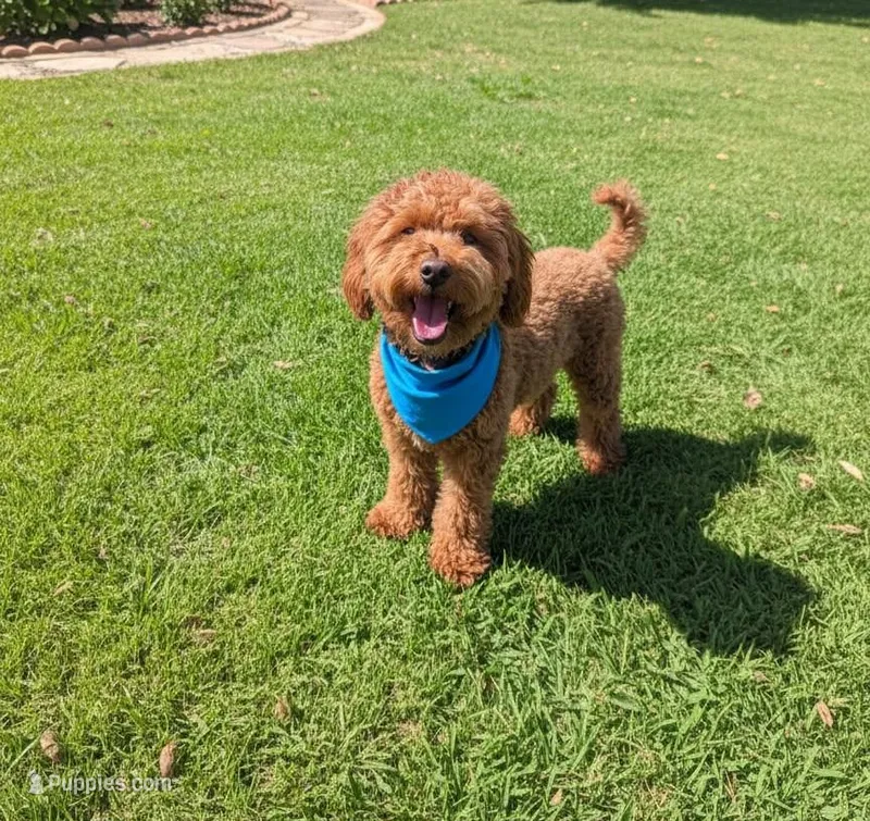 Mini Goldendoodle F1B – Miniature Goldendoodle puppy for sale in Sacramento, CA