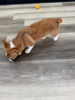 Poppy, a female Pembroke Welsh Corgi for sale in Ann Arbor, MI – 5 of 5