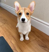 Corgi, a female Pembroke Welsh Corgi for sale in Oroville, CA – 1 of 2