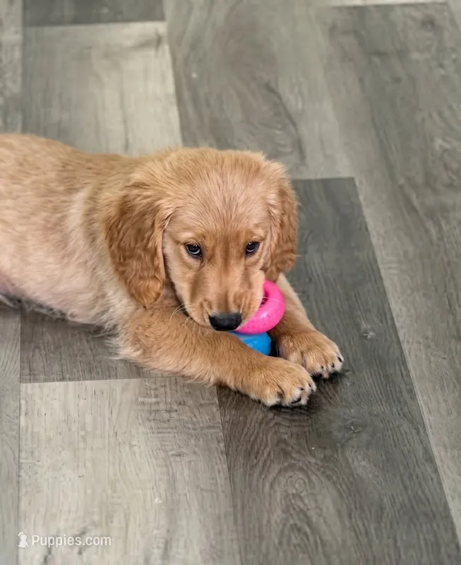 AKC Purebred Golden Retriever Female – Golden Retriever puppy for sale in Ann Arbor, MI