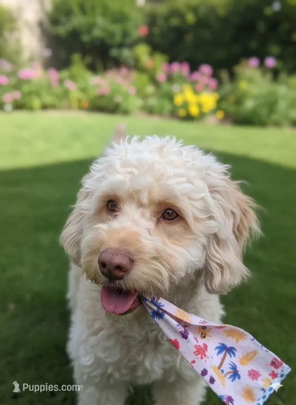 Mini Goldendoodle – Miniature Goldendoodle puppy for sale in Sacramento, CA