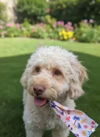Mini Goldendoodle, a female Miniature Goldendoodle for sale in Sacramento, CA – Photo 1 of 2