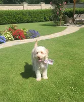 Mini Goldendoodle, a female Miniature Goldendoodle for sale in Sacramento, CA – Photo 2 of 2