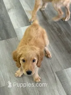 AKC Purebred Golden Retriever Male – Golden Retriever puppy for sale in Ann Arbor, MI