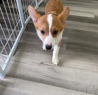 Tucker, a male Pembroke Welsh Corgi for sale in Ann Arbor, MI – 5 of 5
