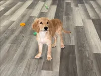 AKC Purebred Golden Retriever Male, a male Golden Retriever for sale in Ann Arbor, MI – 1 of 3