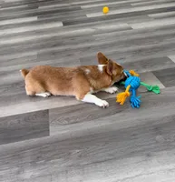 Poppy, a female Pembroke Welsh Corgi for sale in Ann Arbor, MI – 3 of 5