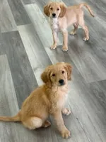 AKC Purebred Golden Retriever Male, a male Golden Retriever for sale in Ann Arbor, MI – 5 of 5