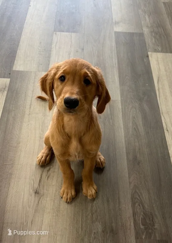 Golden Retriever Male – Golden Retriever puppy for sale in Ann Arbor, MI
