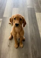 Golden Retriever Male, a male Golden Retriever for sale in Ann Arbor, MI – 1 of 2