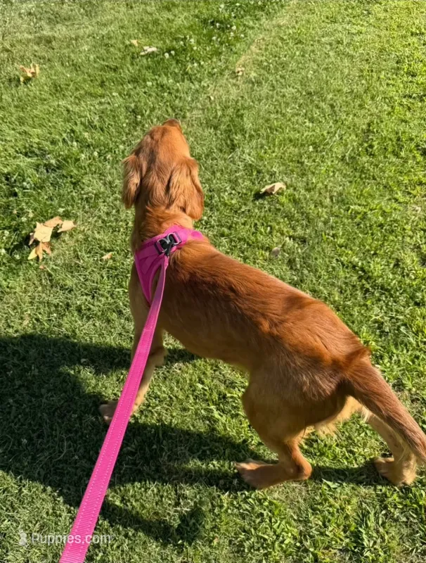 AKC Golden Retriever Female – Golden Retriever puppy for sale in Sacramento, CA