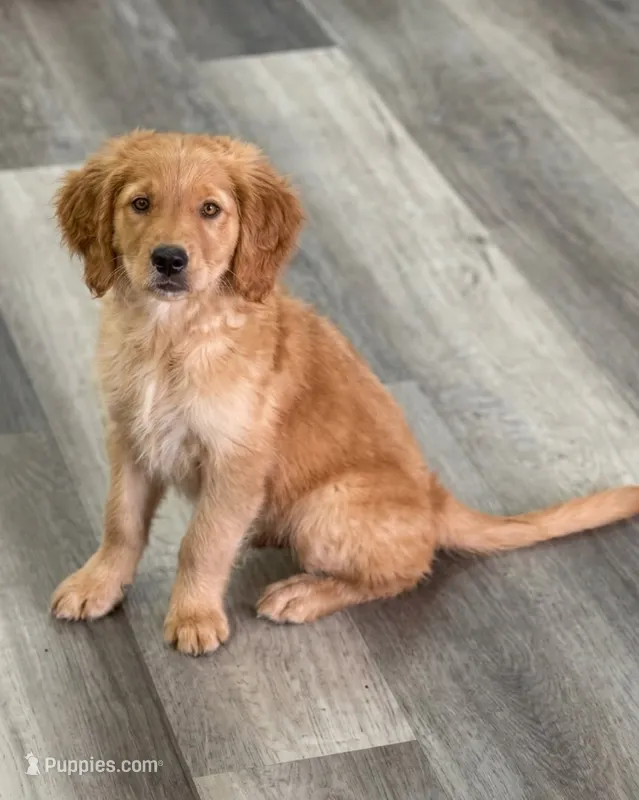 AKC Purebred Golden Retriever Male – Golden Retriever puppy for sale in Ann Arbor, MI